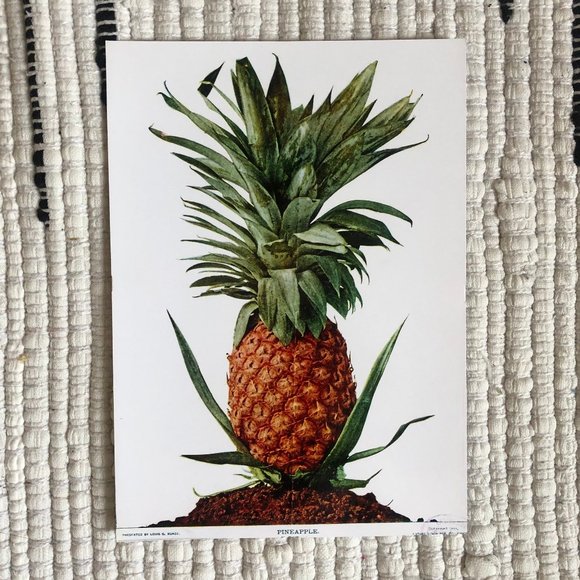 Other - Vintage Style Pineapple Glossy Fine Art Print 5x7"
